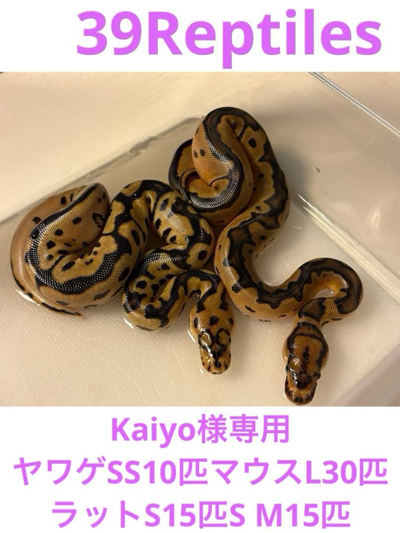 KaiyoヤワゲSS10匹マウスL30匹ラットS15匹S M15匹