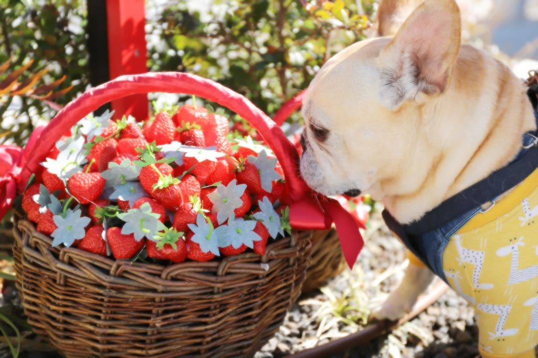 総額47万円相当のCanon EOS 6D Mark Ⅱ セット販売