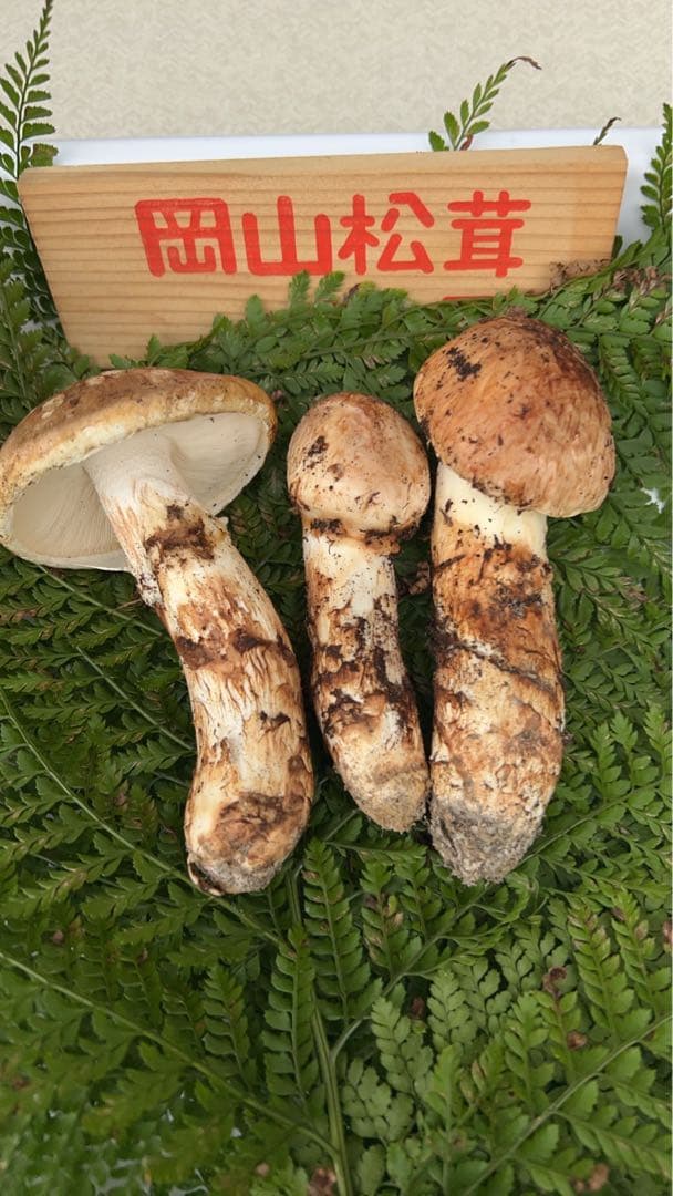 岡山県産松茸11月12日15時収穫