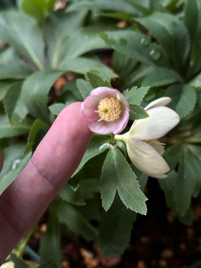 クリスマスローズ　大木ナーサリー　オキシ系いろは　ss 極小輪　未株分け　6号苗