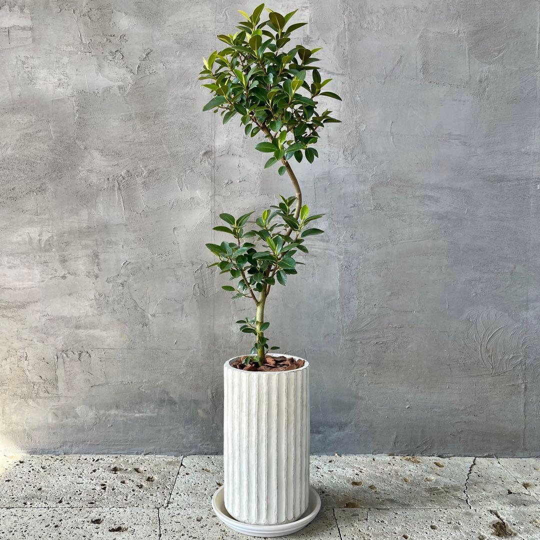 ハリー　大型　フランスゴムの木　螺旋仕立て　陶器鉢　植え込み発送