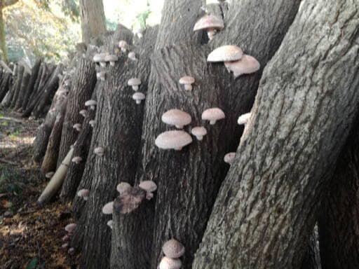 SYさまご予約専用 大分県特産 生どんこ椎茸「秋子」ダブル