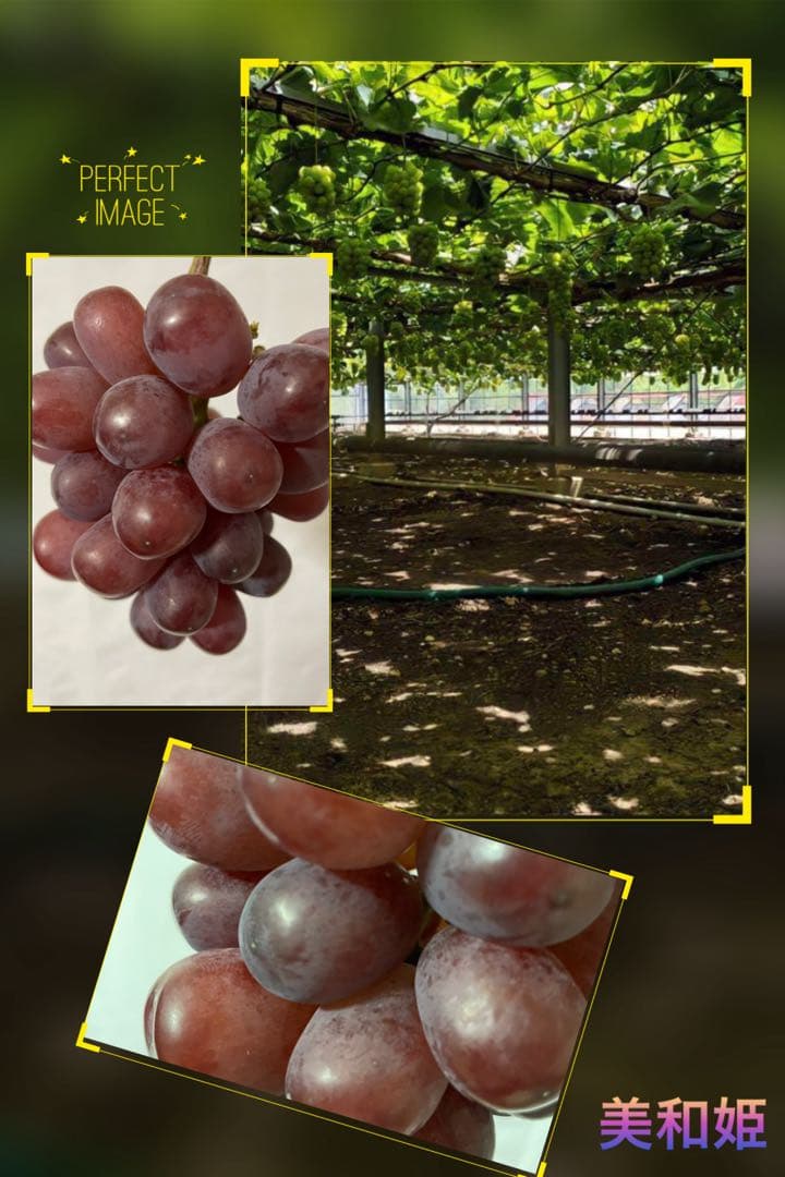 まねき様 美和姫 セブン マイハート 愛妻 ジーコ バイオレット ヌーベル 他