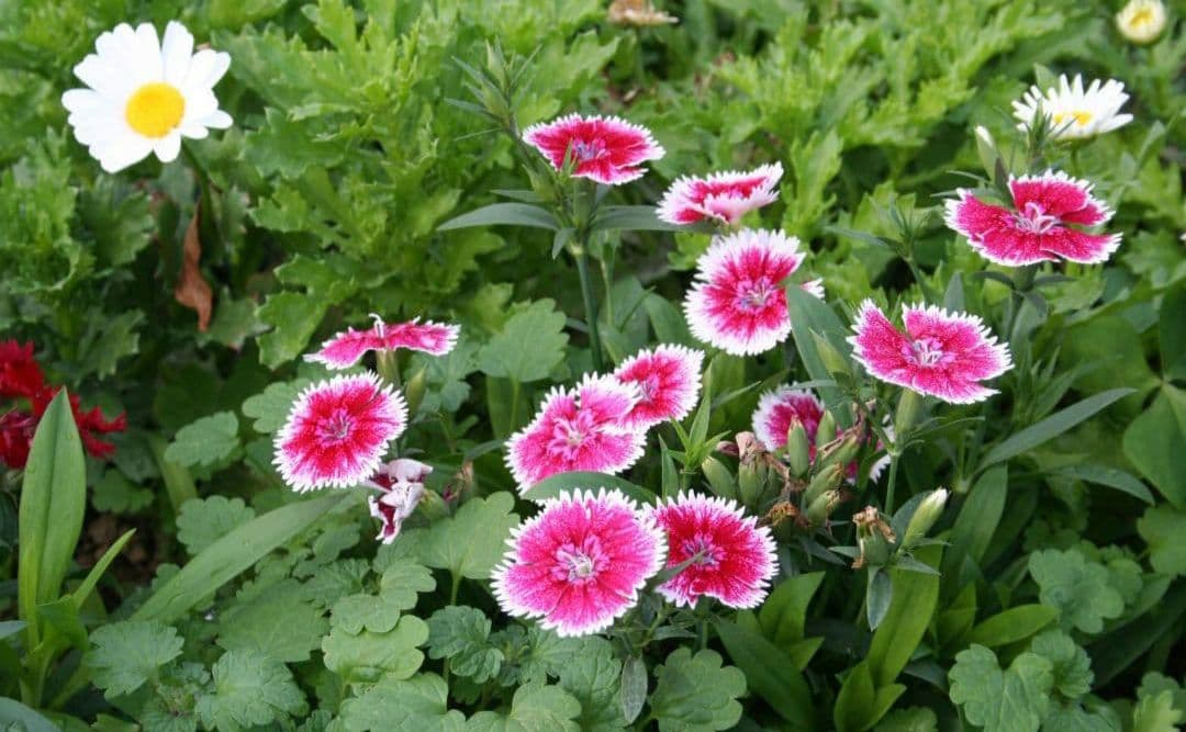 Canon EOS Kiss N⚡️初心者レンズセット⚡️キャノン⚡️一眼レフ