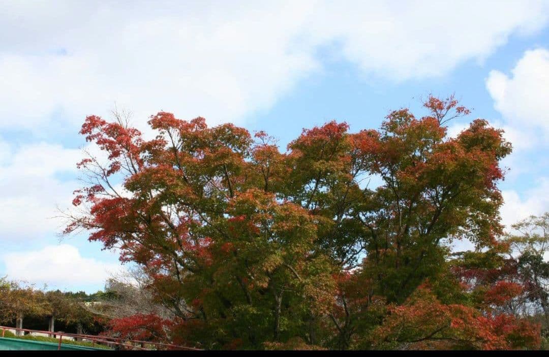 Canon EOS Kiss N⚡️初心者レンズセット⚡️キャノン⚡️一眼レフ