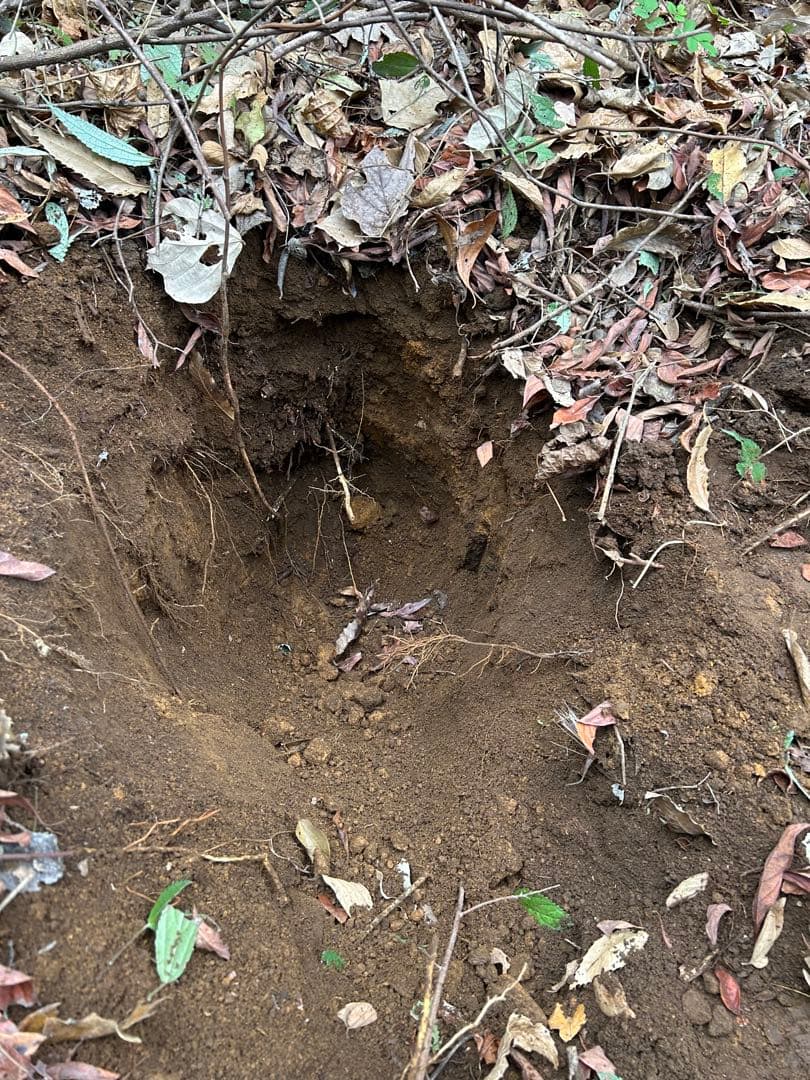 天然自然薯　海さん　専用