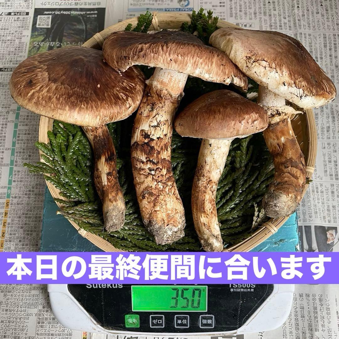 天然きのこ 松茸 国産 良品‼️ マツタケ まつたけ 森の凛さん採取 その150