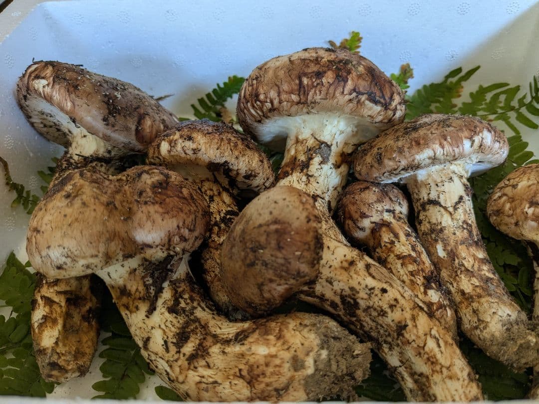 岩手県岩泉産　松茸　500g