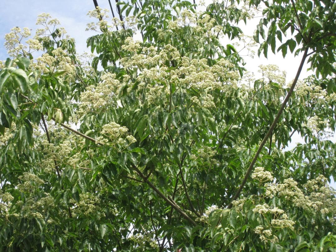 マコサン専用品★『100％純粋春蜜の４瓶セット』《幻の天然完熟百花蜜》