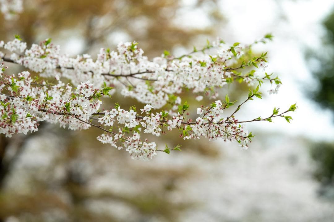 【美品】NIKKOR Z 135mm f/1.8 S Plena