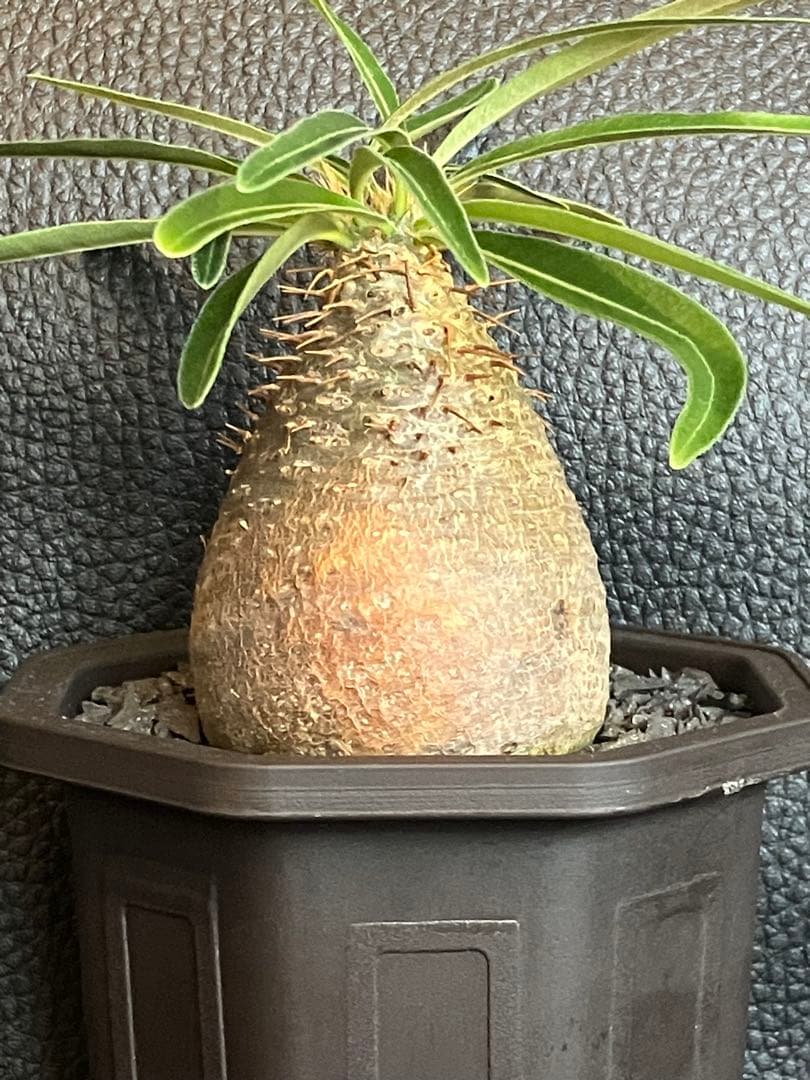 塊根植物・コーデックス s...