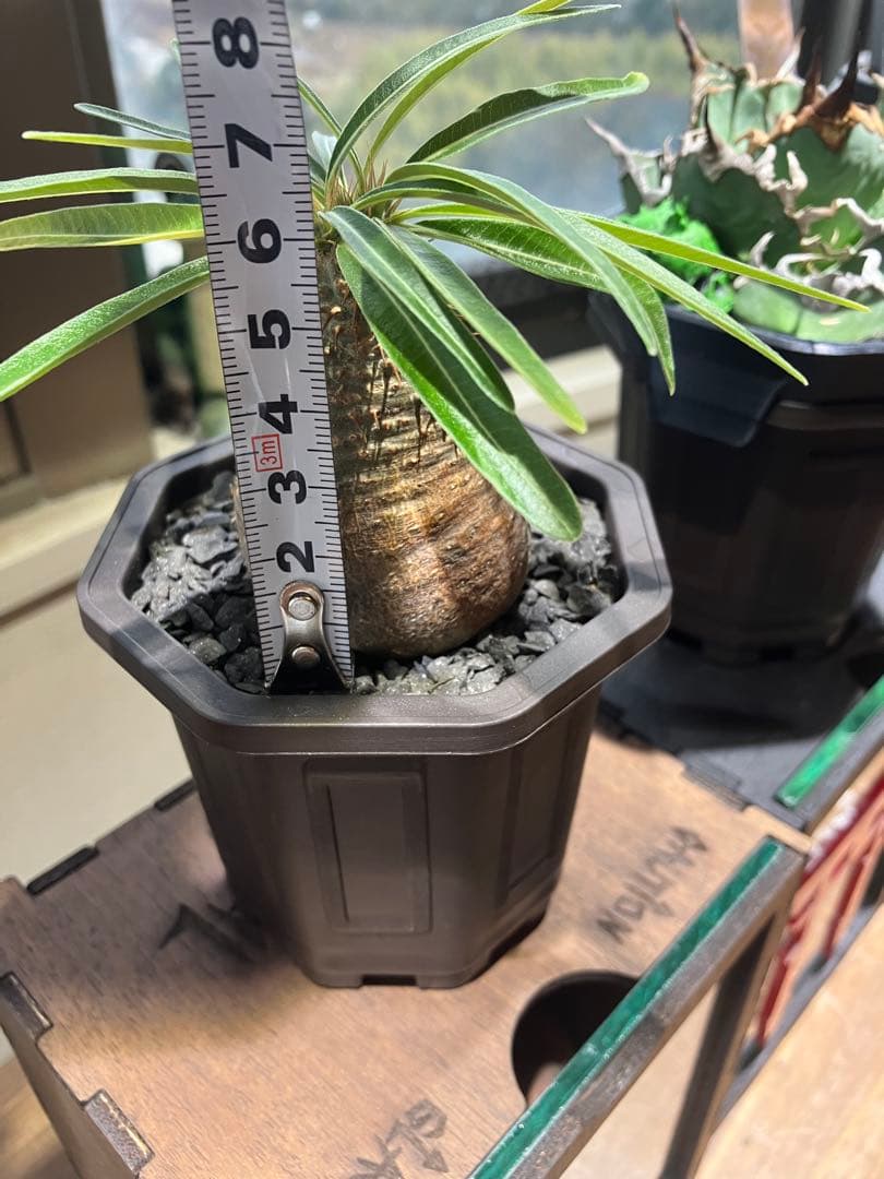 塊根植物・コーデックス s...