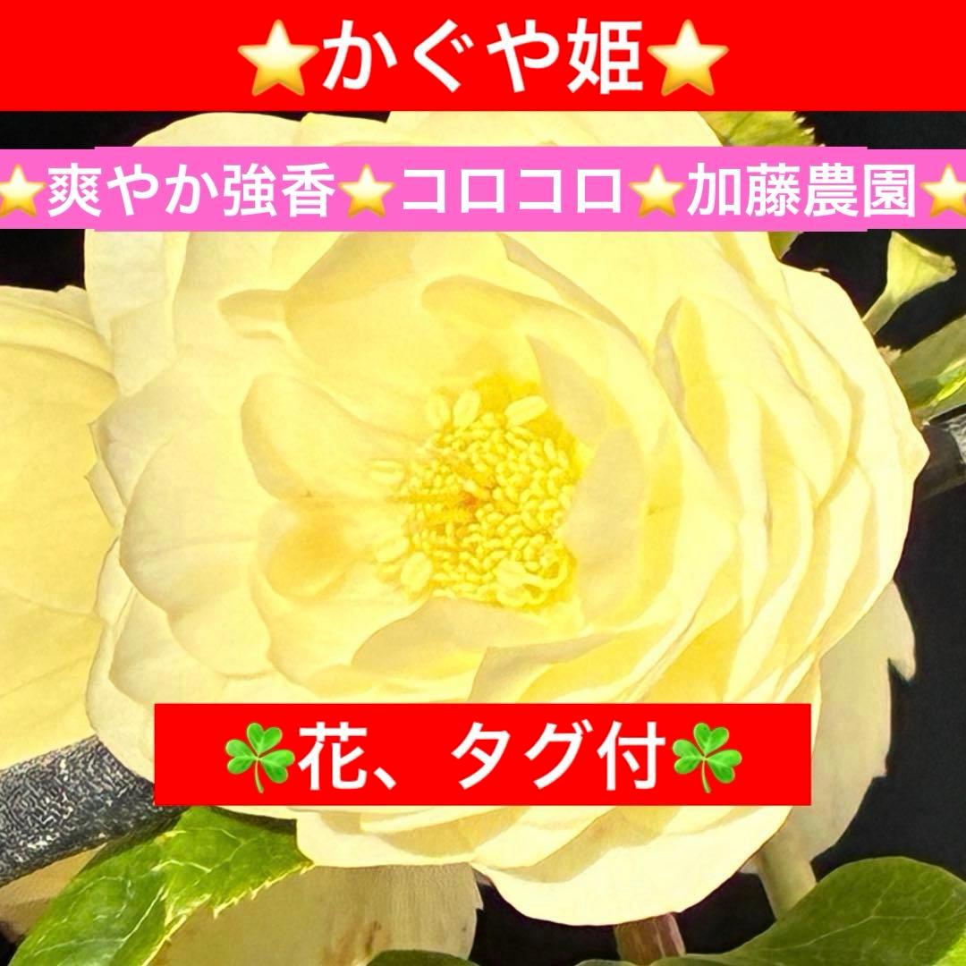 オ*ン様 3440☘️花、タグ付☘️かぐや姫⭐️爽やか強香⭐️コロコロ⭐️加藤農