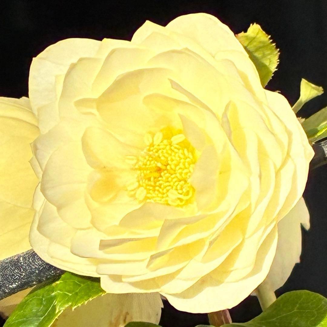 オ*ン様 3440☘️花、タグ付☘️かぐや姫⭐️爽やか強香⭐️コロコロ⭐️加藤農