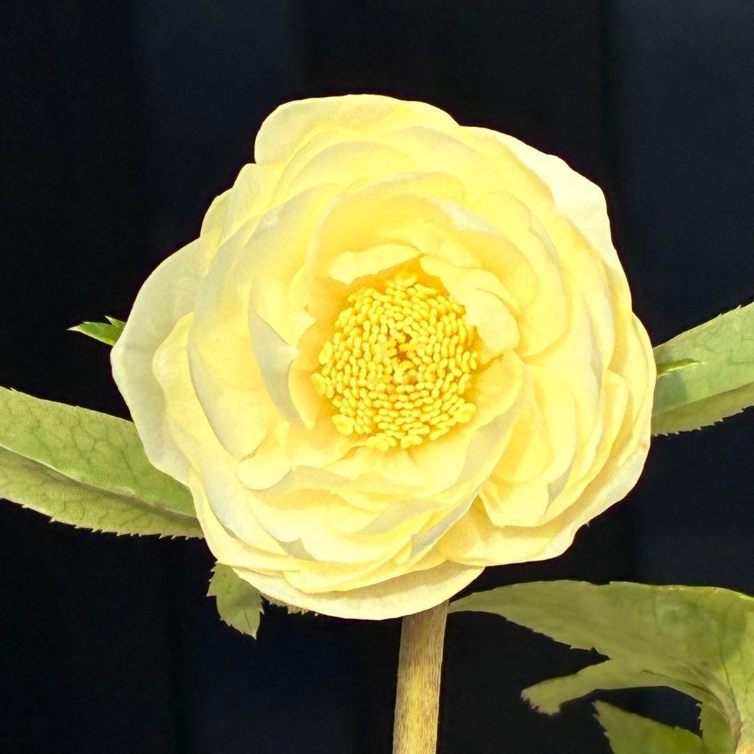 オ*ン様 3440☘️花、タグ付☘️かぐや姫⭐️爽やか強香⭐️コロコロ⭐️加藤農