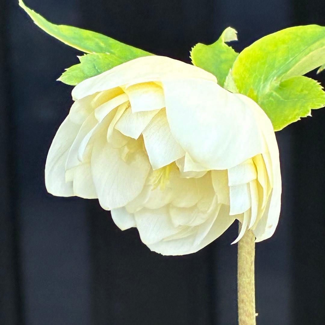 オ*ン様 3440☘️花、タグ付☘️かぐや姫⭐️爽やか強香⭐️コロコロ⭐️加藤農