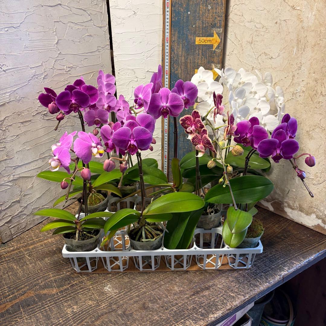 胡蝶蘭　8ポット ファレノプシス