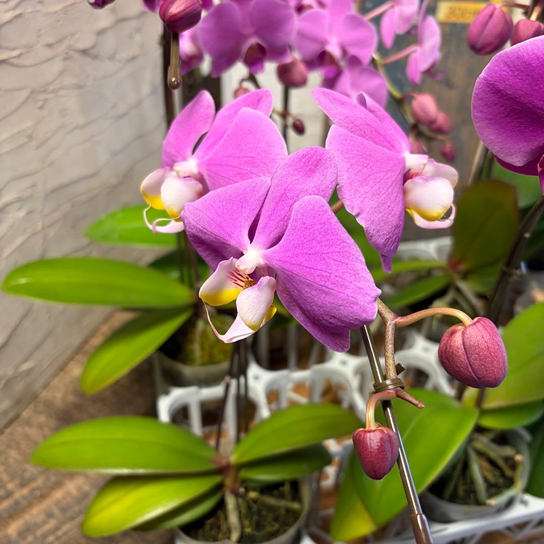 胡蝶蘭　8ポット ファレノプシス