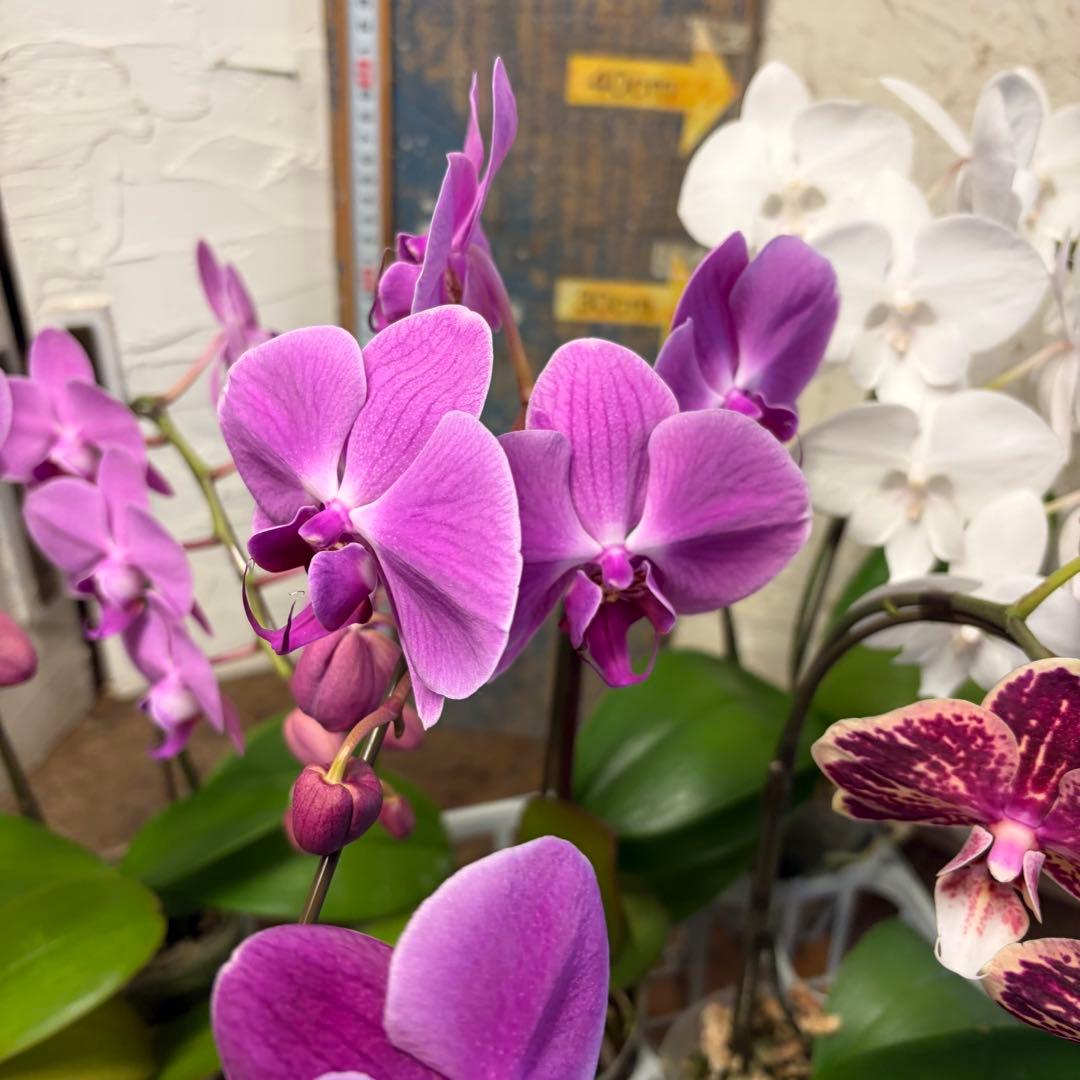 胡蝶蘭　8ポット ファレノプシス