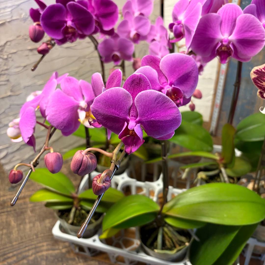 胡蝶蘭　8ポット ファレノプシス