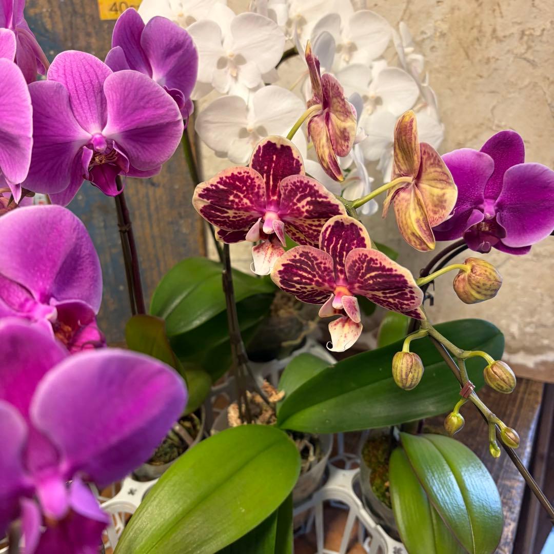 胡蝶蘭　8ポット ファレノプシス