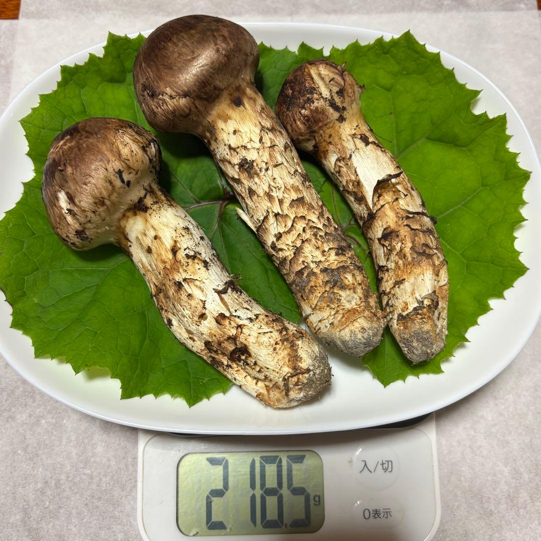 天然松茸★218g★山形県産