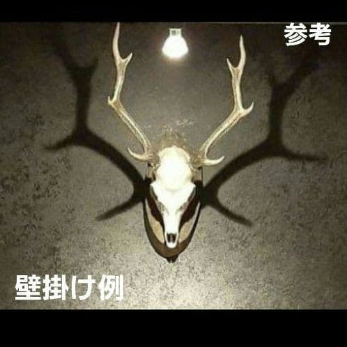 鹿の頭蓋骨ニホンシカ2本角壁掛け装飾