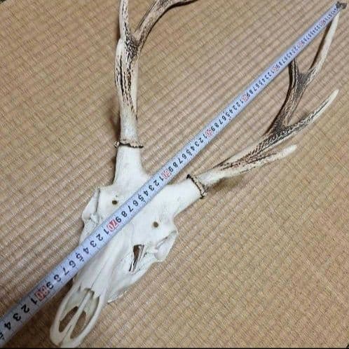 鹿の頭蓋骨ニホンシカ2本角壁掛け装飾