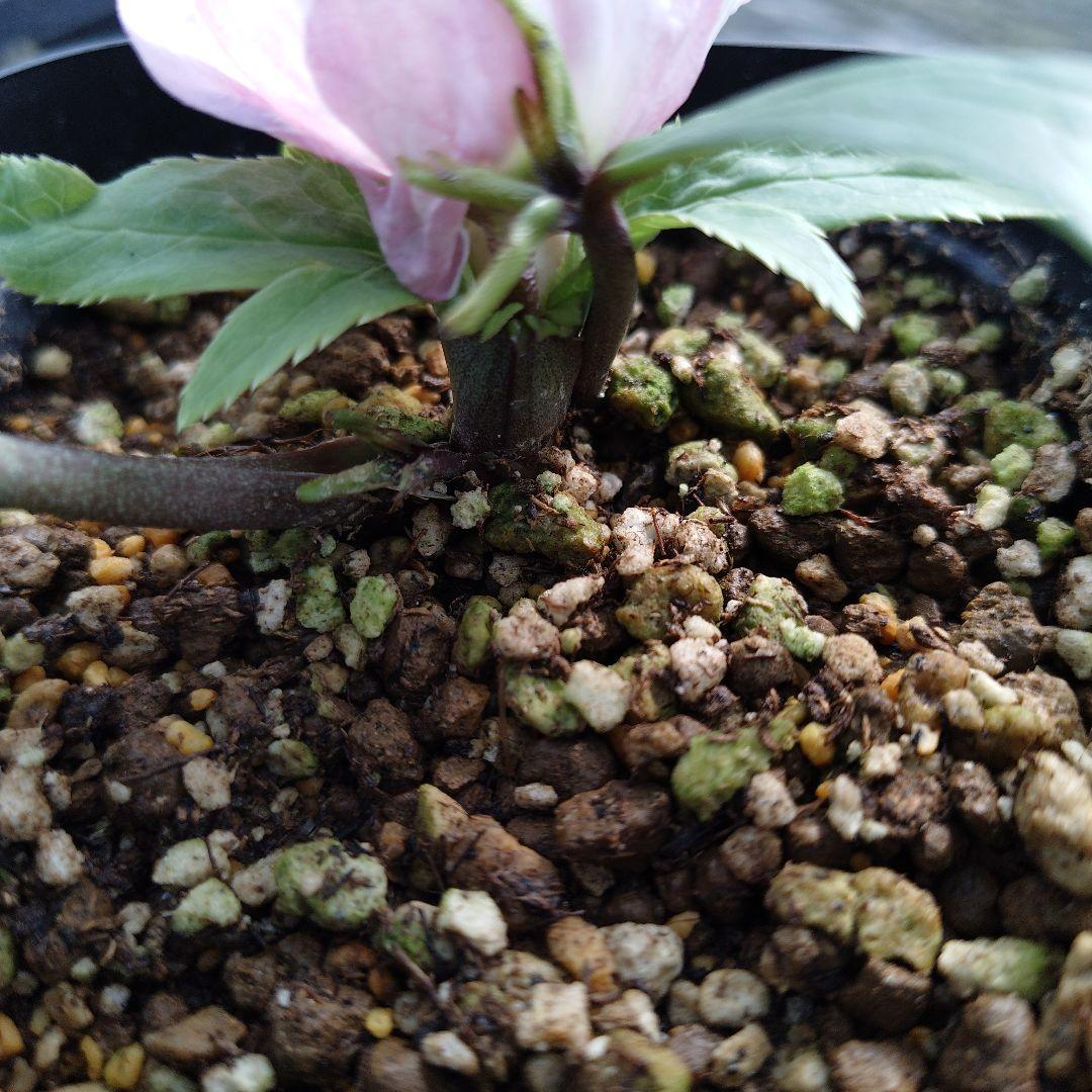 ま*い様 クリスマスローズ　チベタヌス交配