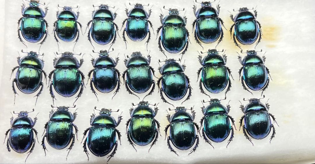 大特価 オオセンチ/センチ/レインボーセンチ82匹 +赤系18匹＋オマケ