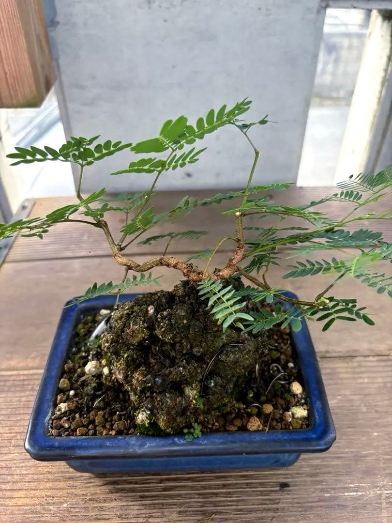 タカボーネムノキ　コーデックス　ゴツゴツ肌　レア　希少　塊根植物