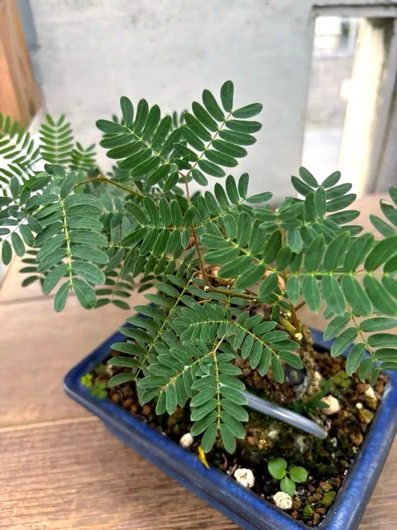 タカボーネムノキ　コーデックス　ゴツゴツ肌　レア　希少　塊根植物