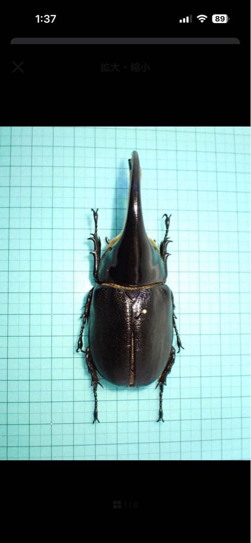 マルチ。〔返送〕