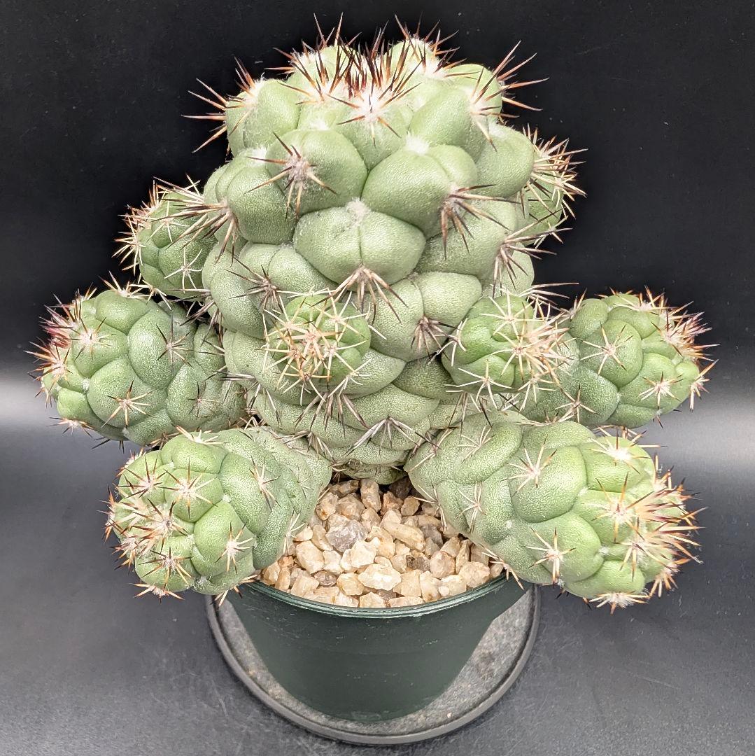 M*X様 オルテゴカクタス マクドガリー 国内実生 鉢植え メルカリ便送料込み