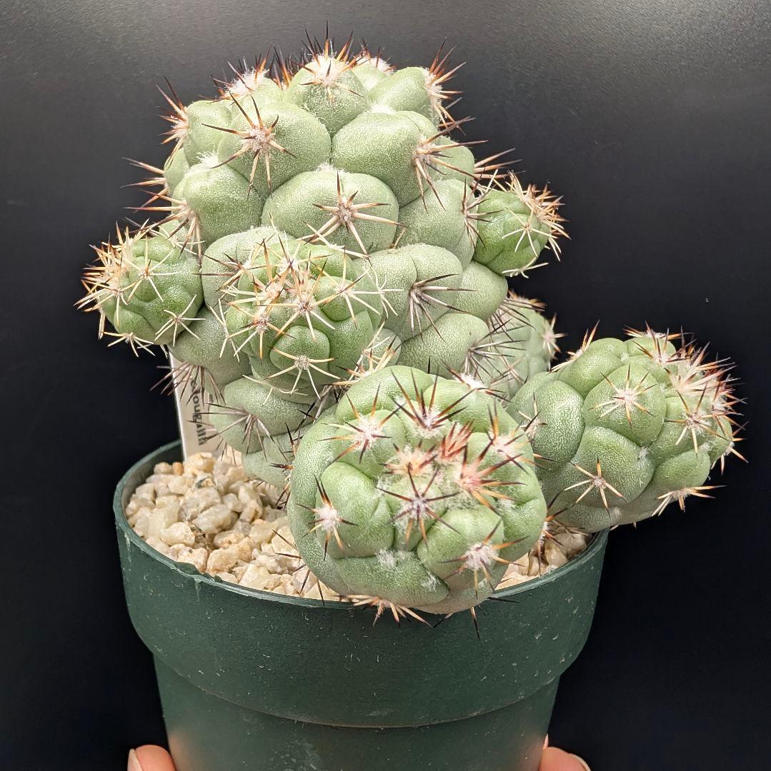 M*X様 オルテゴカクタス マクドガリー 国内実生 鉢植え メルカリ便送料込み