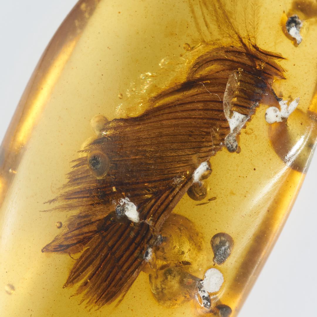 レア極上品 PA148虫入り琥珀化石　ミャンマーカムティかタナイ9900万年前