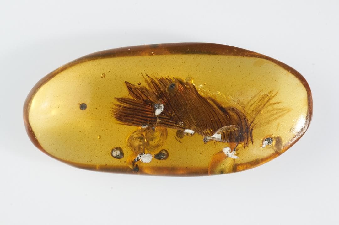 レア極上品 PA148虫入り琥珀化石　ミャンマーカムティかタナイ9900万年前