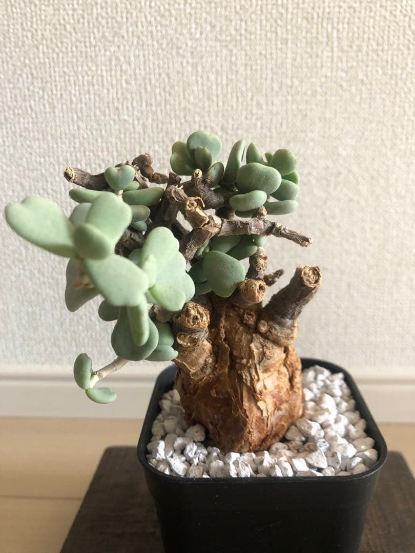 【塊根植物】ケラリアピグマエア現地株発根済み①ヘムヘム