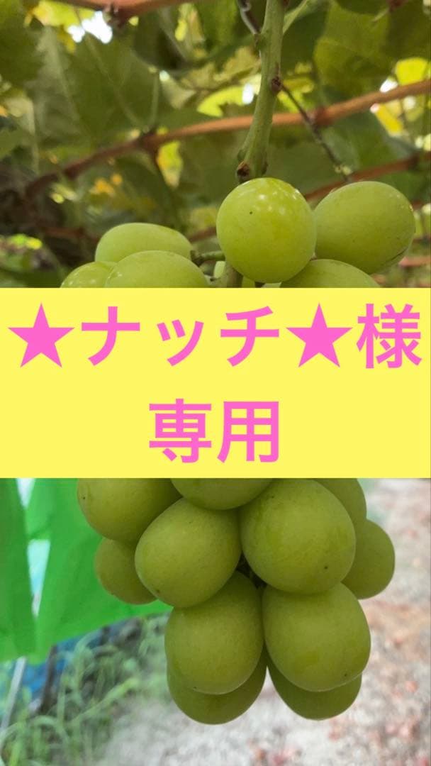 ※9/4着★ナッチ★岡山県産シャイン4kg