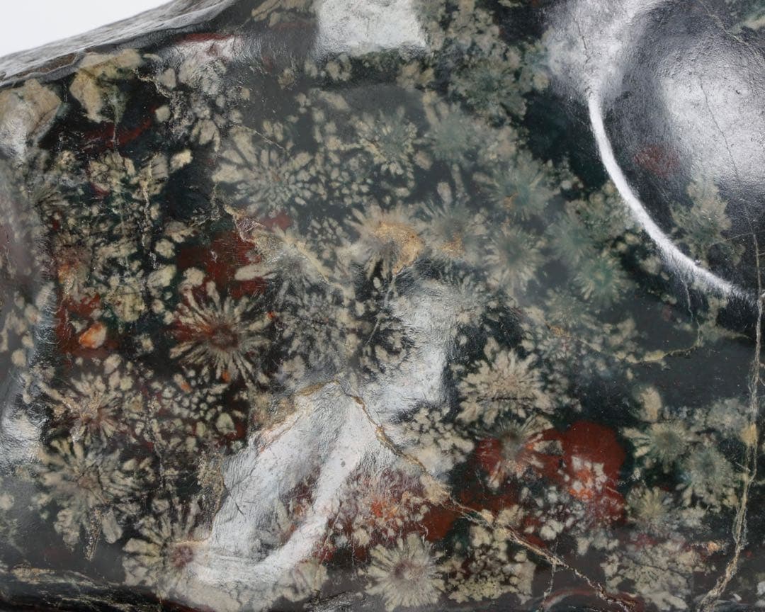 あ*げ様 根尾川産 六華　菊花石 小菊明瞭 台座・共箱付 鑑賞石 盆石 紋石 原