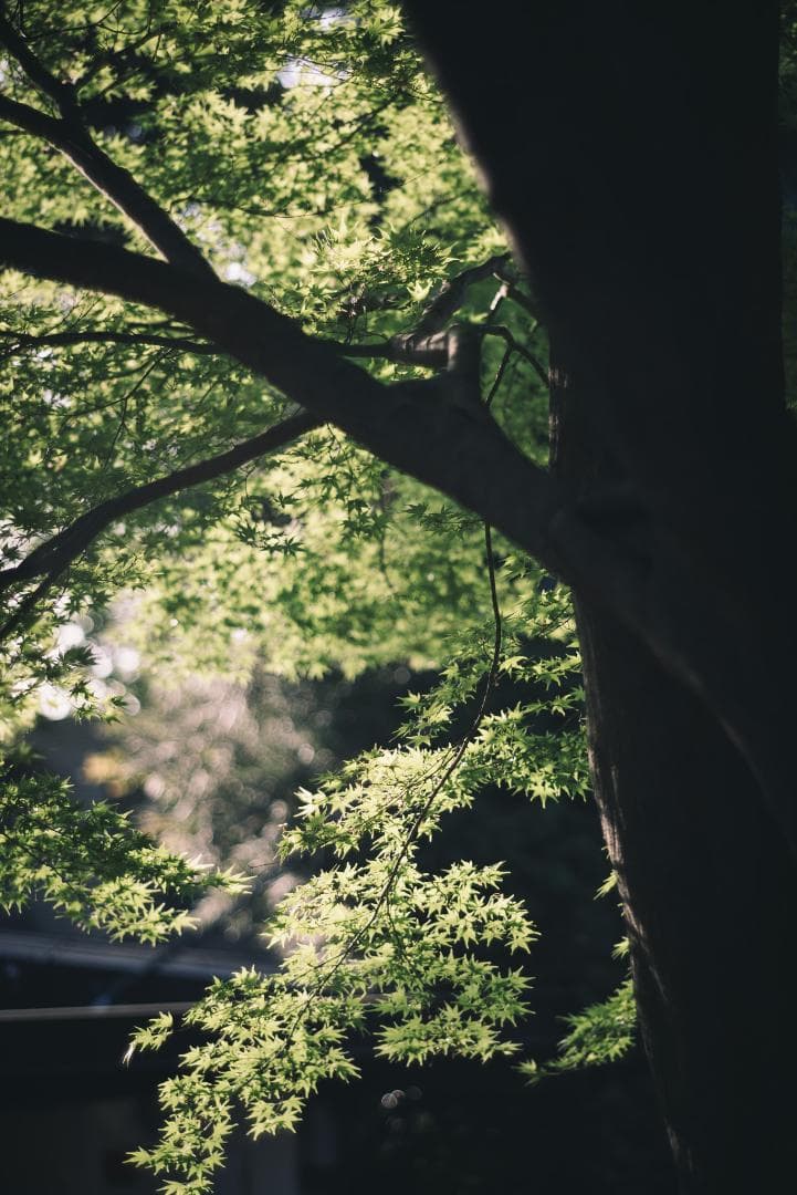 天使の梯子！Tele-Elmarit 90mm F2.8 1st Silver