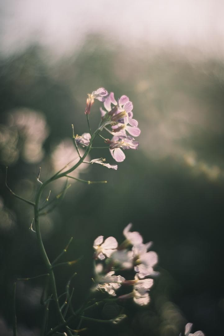 天使の梯子！Tele-Elmarit 90mm F2.8 1st Silver