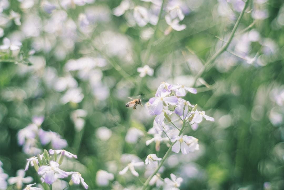 天使の梯子！Tele-Elmarit 90mm F2.8 1st Silver