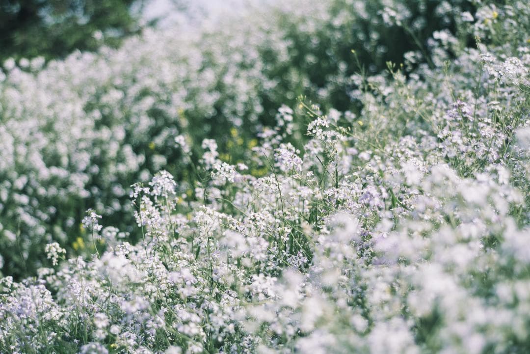 天使の梯子！Tele-Elmarit 90mm F2.8 1st Silver