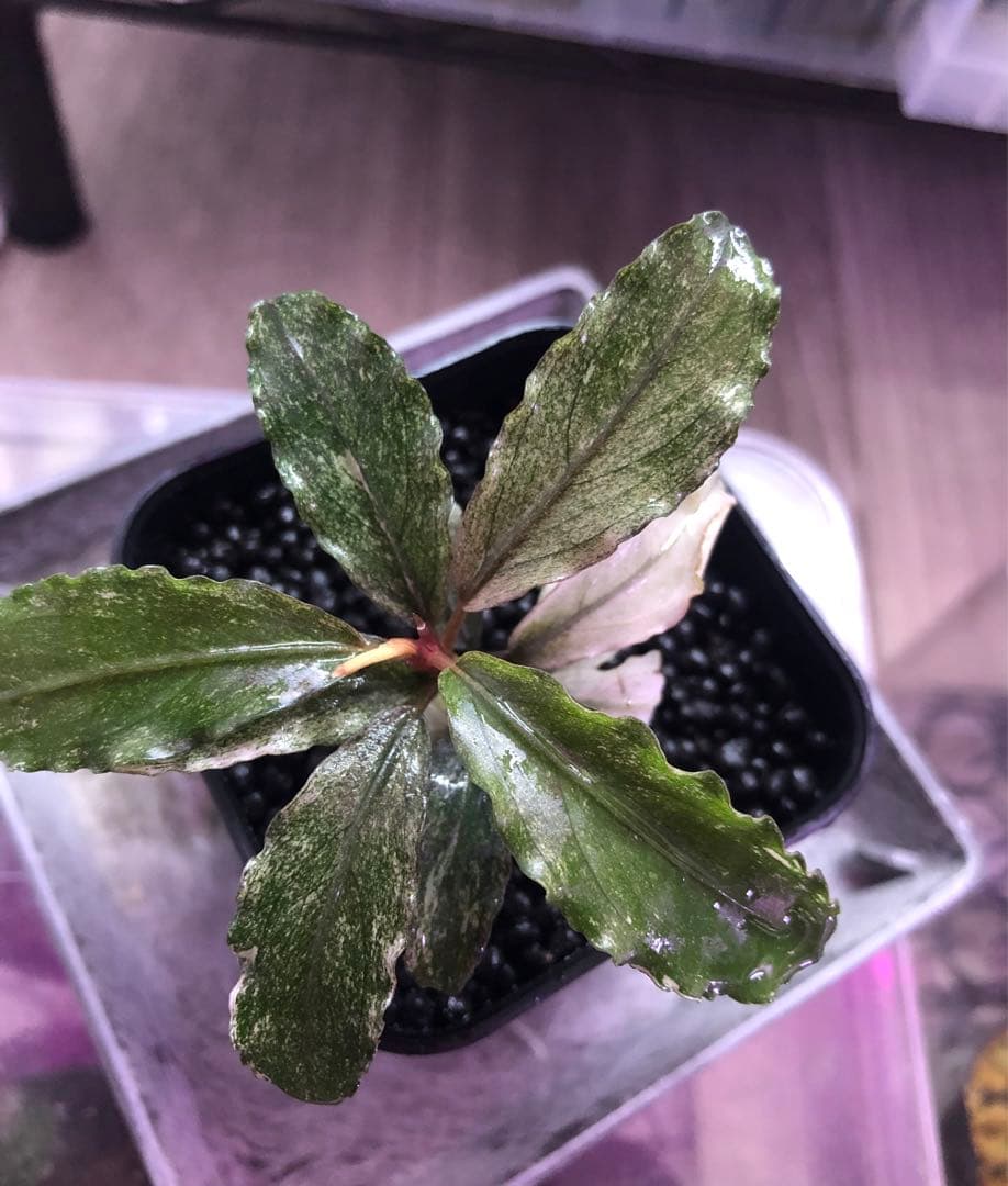 陰性水草の王様的存在Pink Variegata +ティアブルー