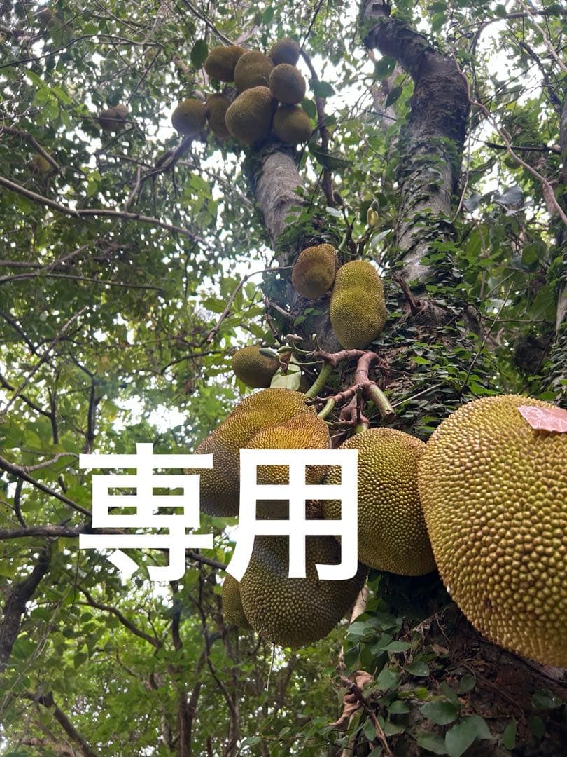 ジャックフルーツ12kg