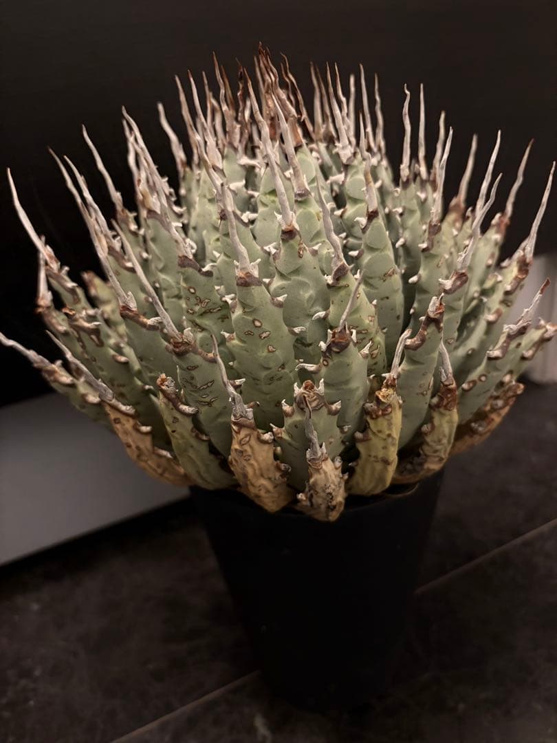 jone ページ耐寒性アガベ エボリスピナ陽炎◇短葉大株ドライガーデン