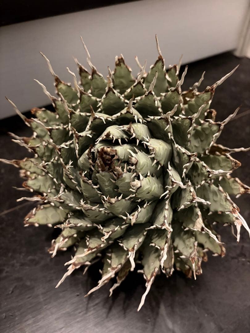 jone ページ耐寒性アガベ エボリスピナ陽炎◇短葉大株ドライガーデン