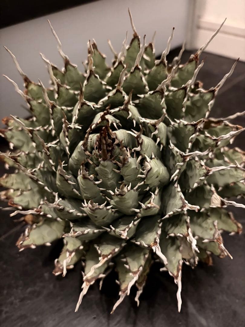 jone ページ耐寒性アガベ エボリスピナ陽炎◇短葉大株ドライガーデン