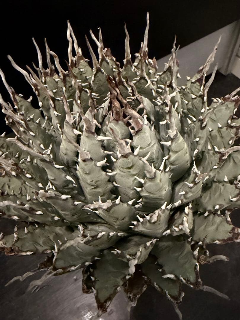 jone ページ耐寒性アガベ エボリスピナ陽炎◇短葉大株ドライガーデン